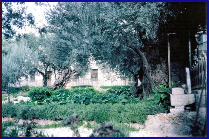 Some of the ancient olive trees are thought to be 900 years old
